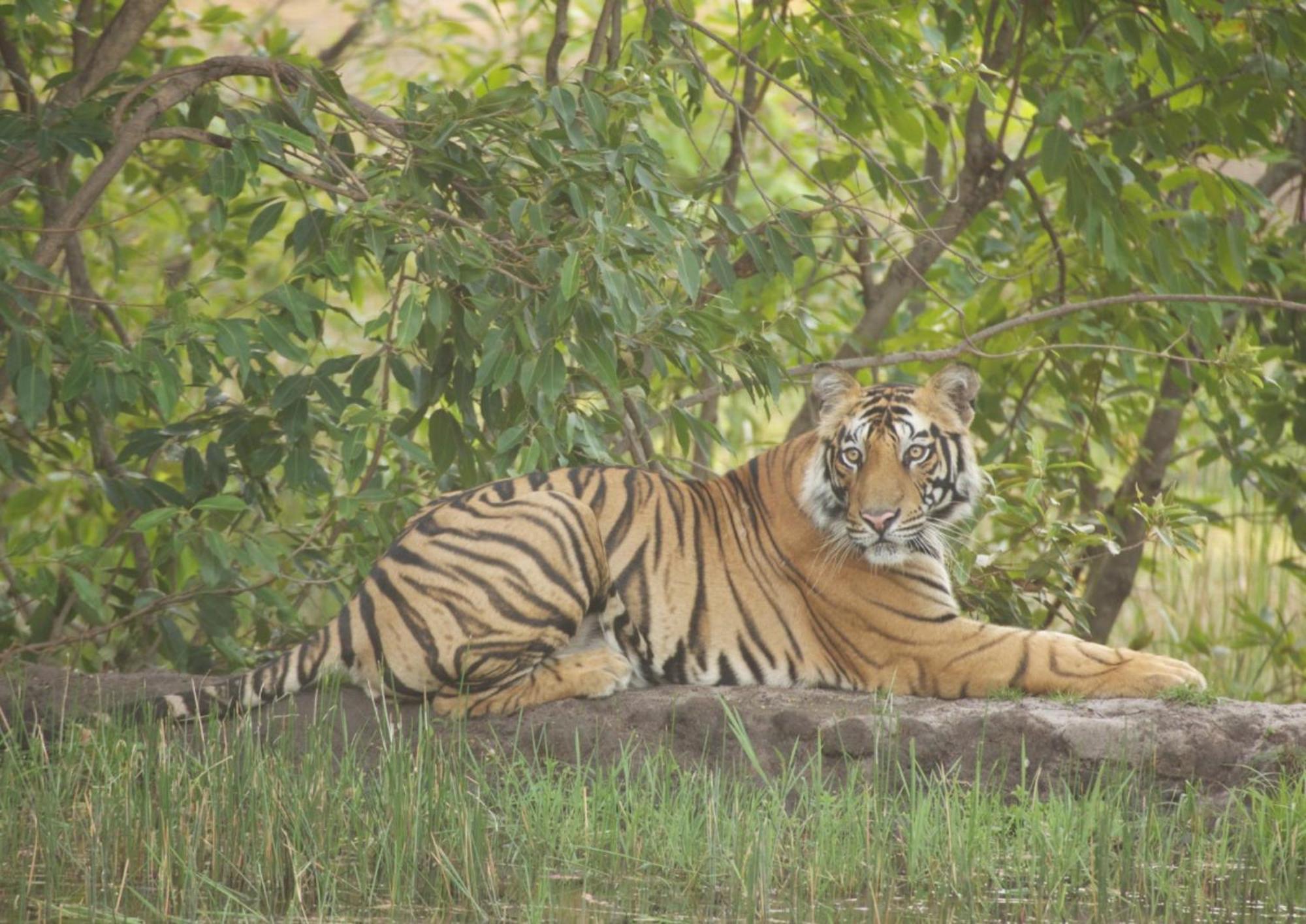 Tiger Tops Karnali Lodge Bardiya Buitenkant foto