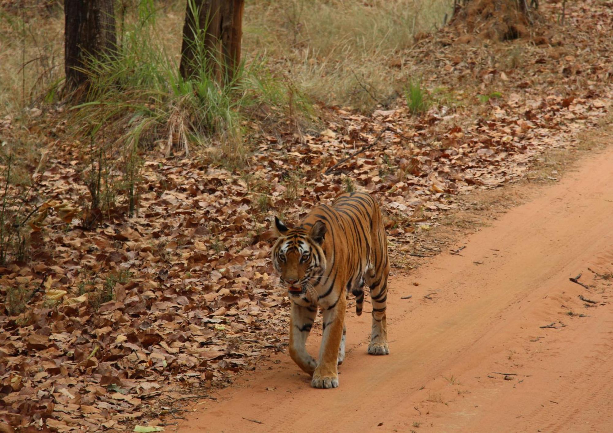 Tiger Tops Karnali Lodge Bardiya Buitenkant foto