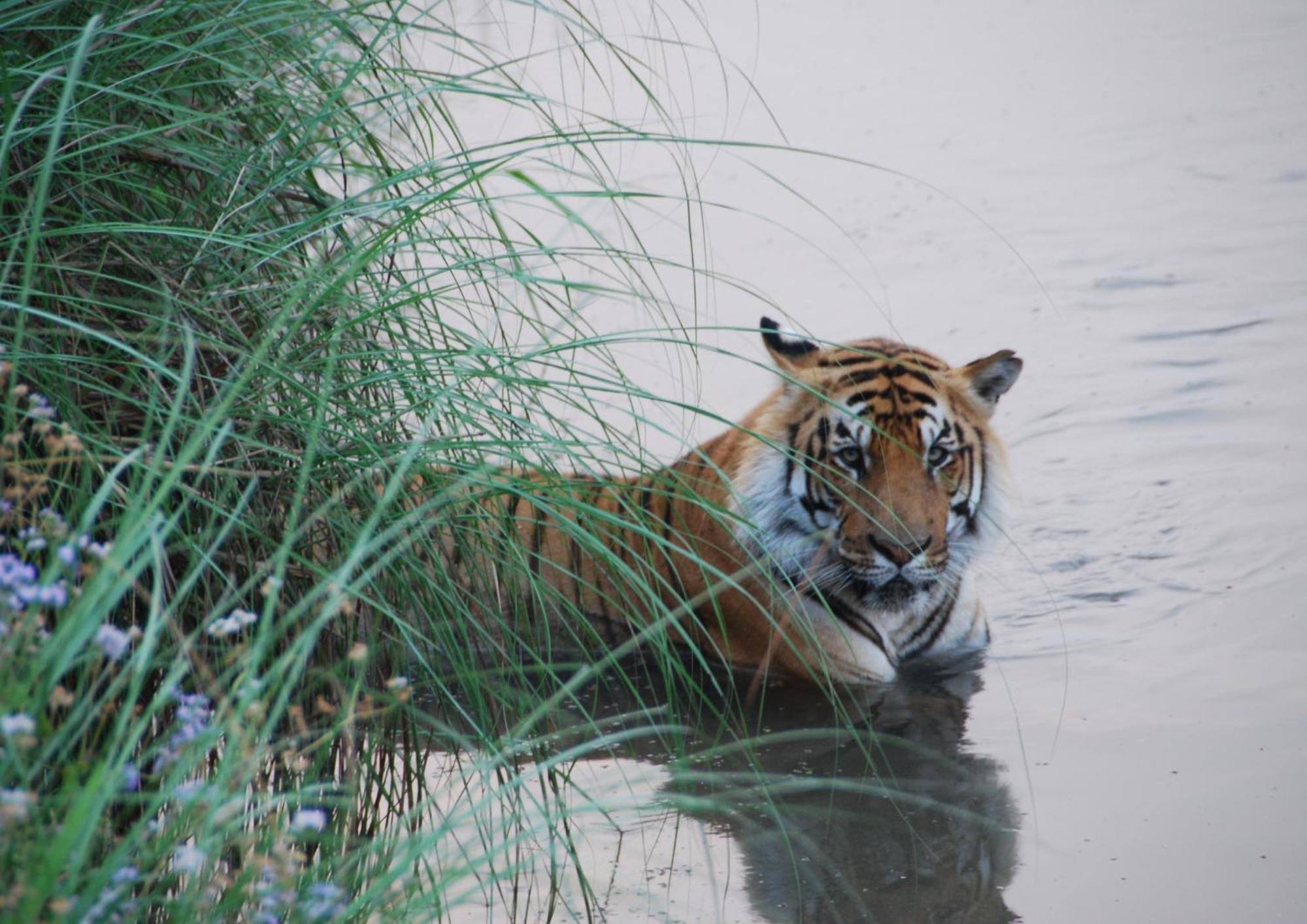 Tiger Tops Karnali Lodge Bardiya Buitenkant foto