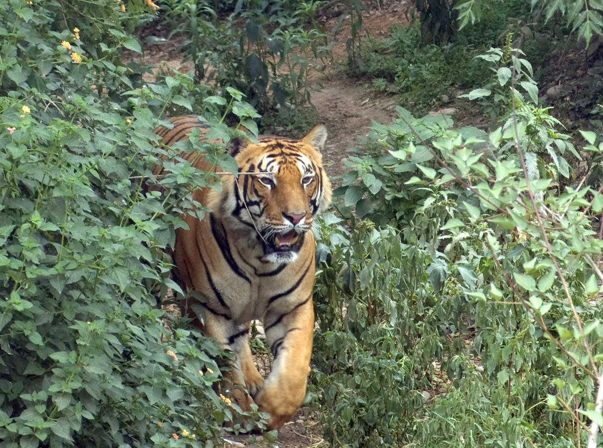 Tiger Tops Karnali Lodge Bardiya Buitenkant foto
